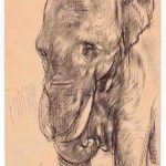 Busso Malchow - Elefant (02)